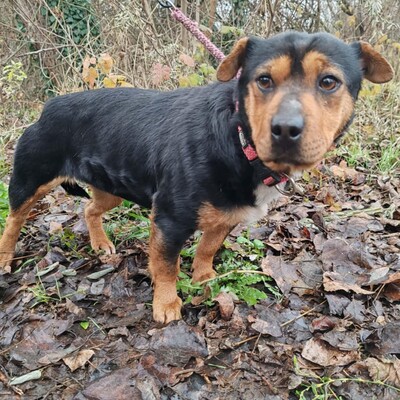 🌷Rolada ist eine 1,2 Jahre junge Sharpei-Mischlingshündin 💥, Sharpei- Mischling - Hündin