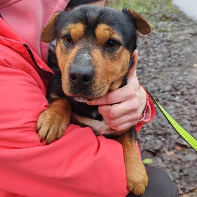 🌷Rolada ist eine 1,2 Jahre junge Sharpei-Mischlingshündin 💥, Sharpei- Mischling - Hündin