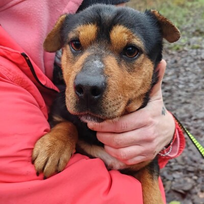 🌷Rolada ist eine 1,2 Jahre junge Sharpei-Mischlingshündin 💥, Sharpei- Mischling - Hündin