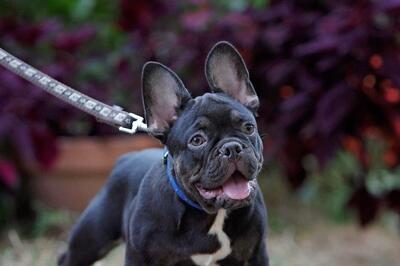 Rolex, FRANZÖSISCHE BULLDOGGE Welpen - Rüde