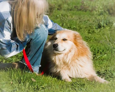 Rolex - anhänglich und aufgeschlossen, Mischling - Rüde
