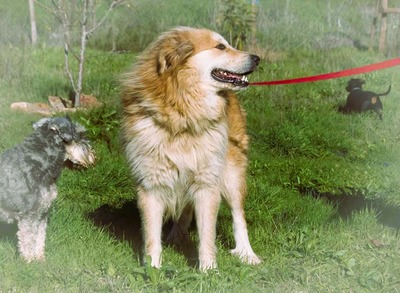 Rolex - anhänglich und aufgeschlossen, Mischling - Rüde