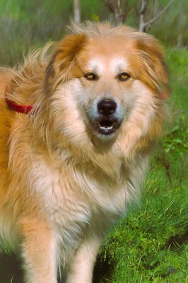 Rolex - anhänglich und aufgeschlossen, Mischling - Rüde