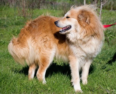 Rolex - anhänglich und aufgeschlossen, Mischling - Rüde