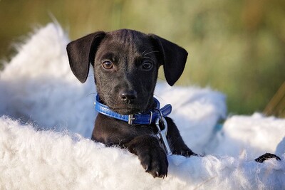 Rolli, Mischling Welpen - Rüde