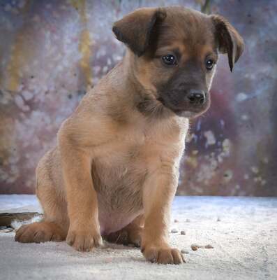 Rolly - herziger Hundejunge