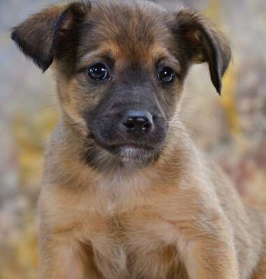 Rolly - herziger Hundejunge, Mischling Welpen - Rüde