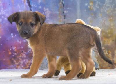 Rolly - herziger Hundejunge, Mischling Welpen - Rüde