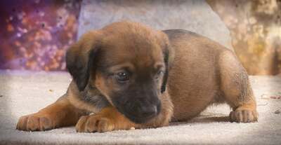 Rolly - herziger Hundejunge, Mischling Welpen - Rüde
