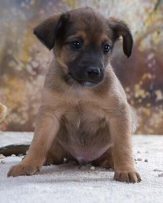 Rolly - herziger Hundejunge, Mischling Welpen - Rüde