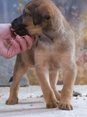 Rolly - herziger Hundejunge, Mischling Welpen - Rüde