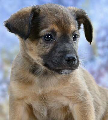Rolly - herziger Hundejunge, Mischling Welpen - Rüde