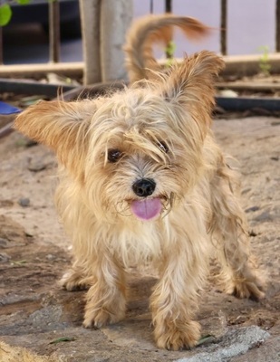 Roly, Yorkie - Mix - Rüde