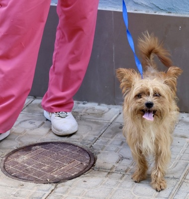 Roly, Yorkie - Mix - Rüde