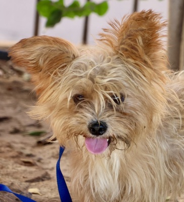 Roly, Yorkie - Mix - Rüde