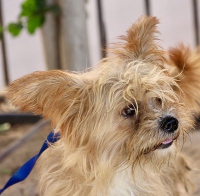 Roly, Yorkie - Mix - Rüde