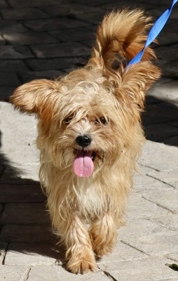 Roly, Yorkie - Mix - Rüde