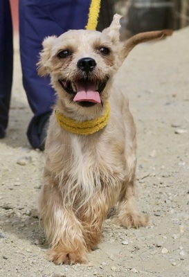 Roly, Yorkie - Mix - Rüde