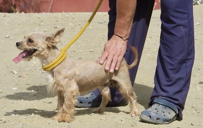 Roly, Yorkie - Mix - Rüde