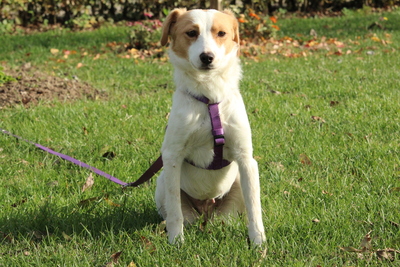 Roma, Mischling - Hündin