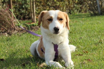 Roma, Mischling - Hündin