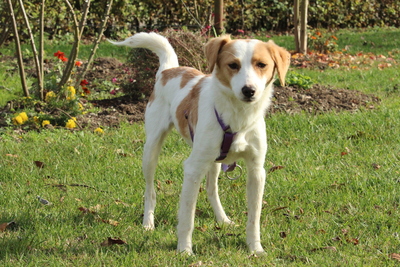 Roma, Mischling - Hündin