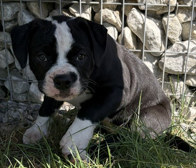 Roman Bridge Bull’s Barina, Am. Bulldog Welpen - Hündin