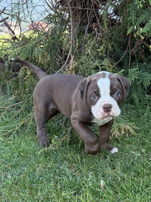 Roman Bridge Bull’s Brutus, Am. Bulldog Welpen - Rüde