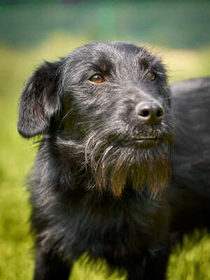 Roman - quirlig, bewegungsfreudig, lebenslustig, aufgeschlossen, freundlich, zutraulich, neugierig, Mischling (Video auf HP) - Betreuungsplatz Wien - Rüde