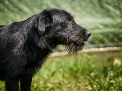 Roman - quirlig, bewegungsfreudig, lebenslustig, aufgeschlossen, freundlich, zutraulich, neugierig, Mischling (Video auf HP) - Betreuungsplatz Wien - Rüde