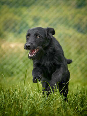 Roman - quirlig, bewegungsfreudig, lebenslustig, aufgeschlossen, freundlich, zutraulich, neugierig, Mischling (Video auf HP) - Betreuungsplatz Wien - Rüde
