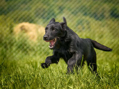 Roman - quirlig, bewegungsfreudig, lebenslustig, aufgeschlossen, freundlich, zutraulich, neugierig, Mischling (Video auf HP) - Betreuungsplatz Wien - Rüde