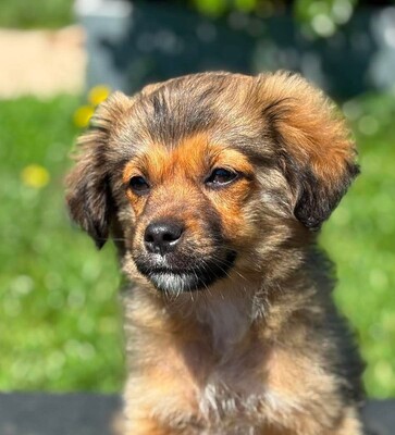 Romeo, Mischling Welpen - Rüde