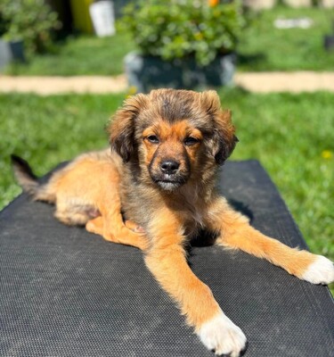 Romeo, Mischling Welpen - Rüde