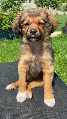Romeo, Mischling Welpen - Rüde