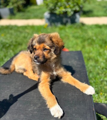Romeo, Mischling Welpen - Rüde
