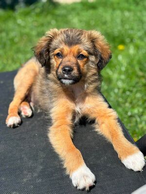 Romeo, Mischling Welpen - Rüde