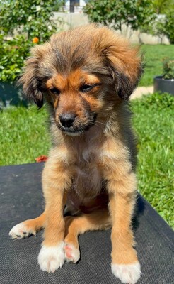 Romeo, Mischling Welpen - Rüde