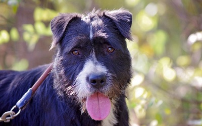 Romeo, Schnauzermischling - Rüde