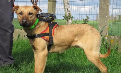 Romeo junger Kreolischer Schäferhund sucht sein Zuhause, Kreolischer Schäferhund - Rüde