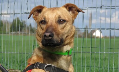 Romeo junger Kreolischer Schäferhund sucht sein Zuhause, Kreolischer Schäferhund - Rüde
