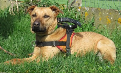 Romeo junger Kreolischer Schäferhund sucht sein Zuhause, Kreolischer Schäferhund - Rüde