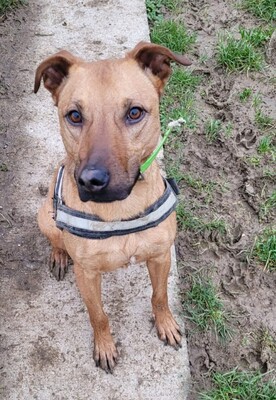 Romeo junger Kreolischer Schäferhund sucht sein Zuhause, Kreolischer Schäferhund - Rüde