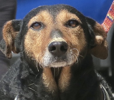 Romina, Mix - Hündin