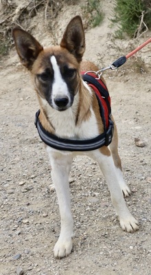 Romina, Mix - Rüde