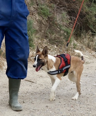 Romina, Mix - Rüde