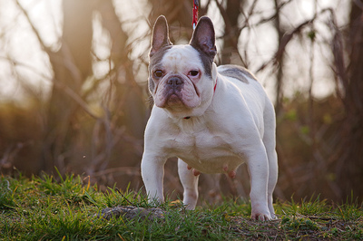 Romy, FRANZÖSISCHE BULLDOGGE - Hündin