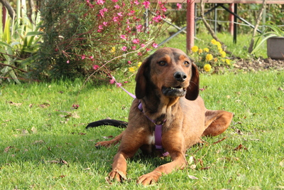 Romy, Mischling - Hündin