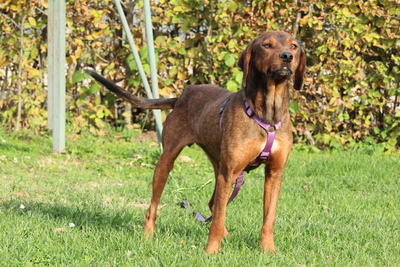 Romy, Mischling - Hündin