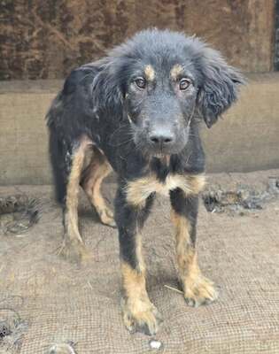 Ron, Schäferhund - Mix Welpen - Rüde